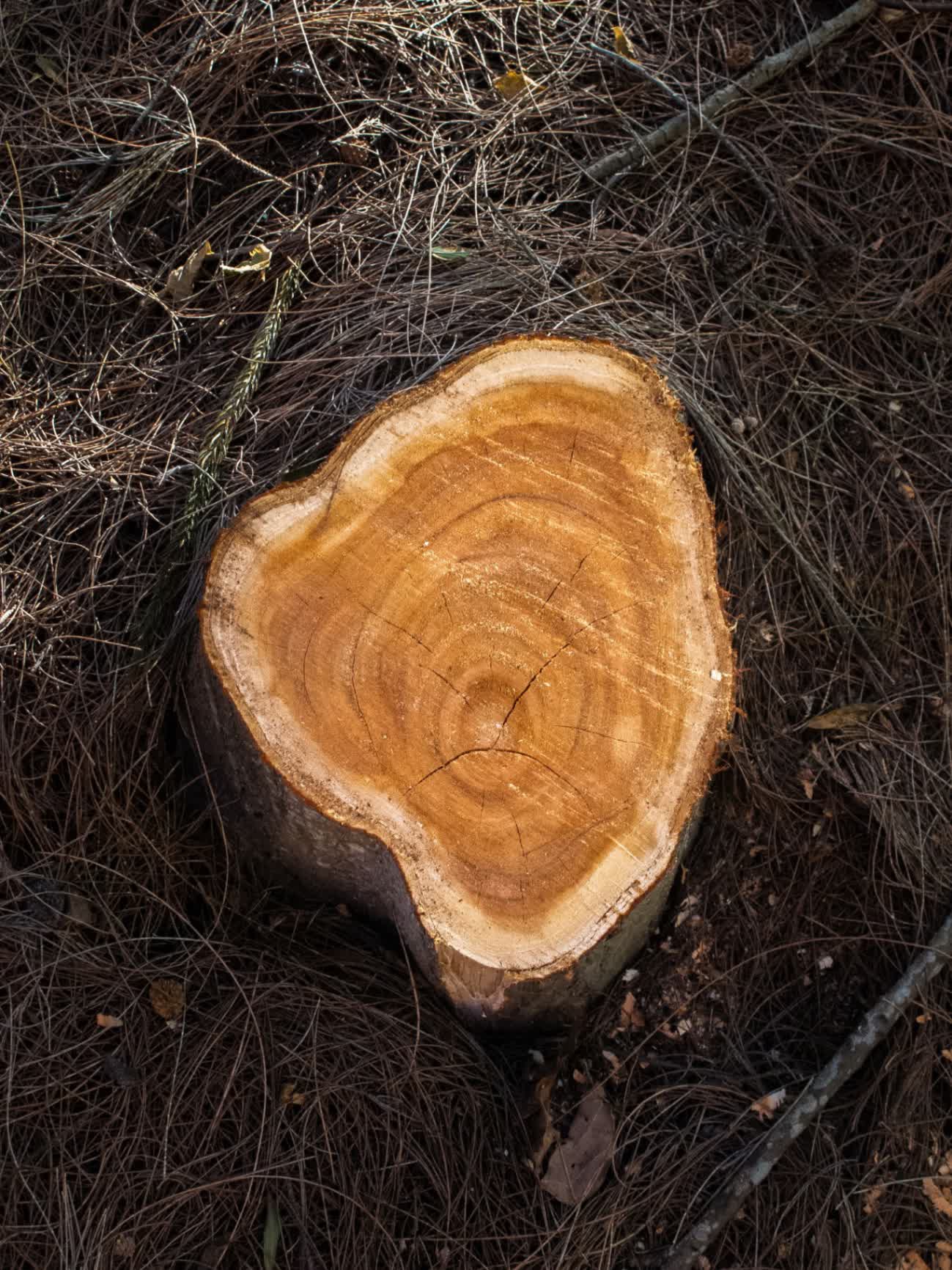 Freshly ground stump filled with wood chips
